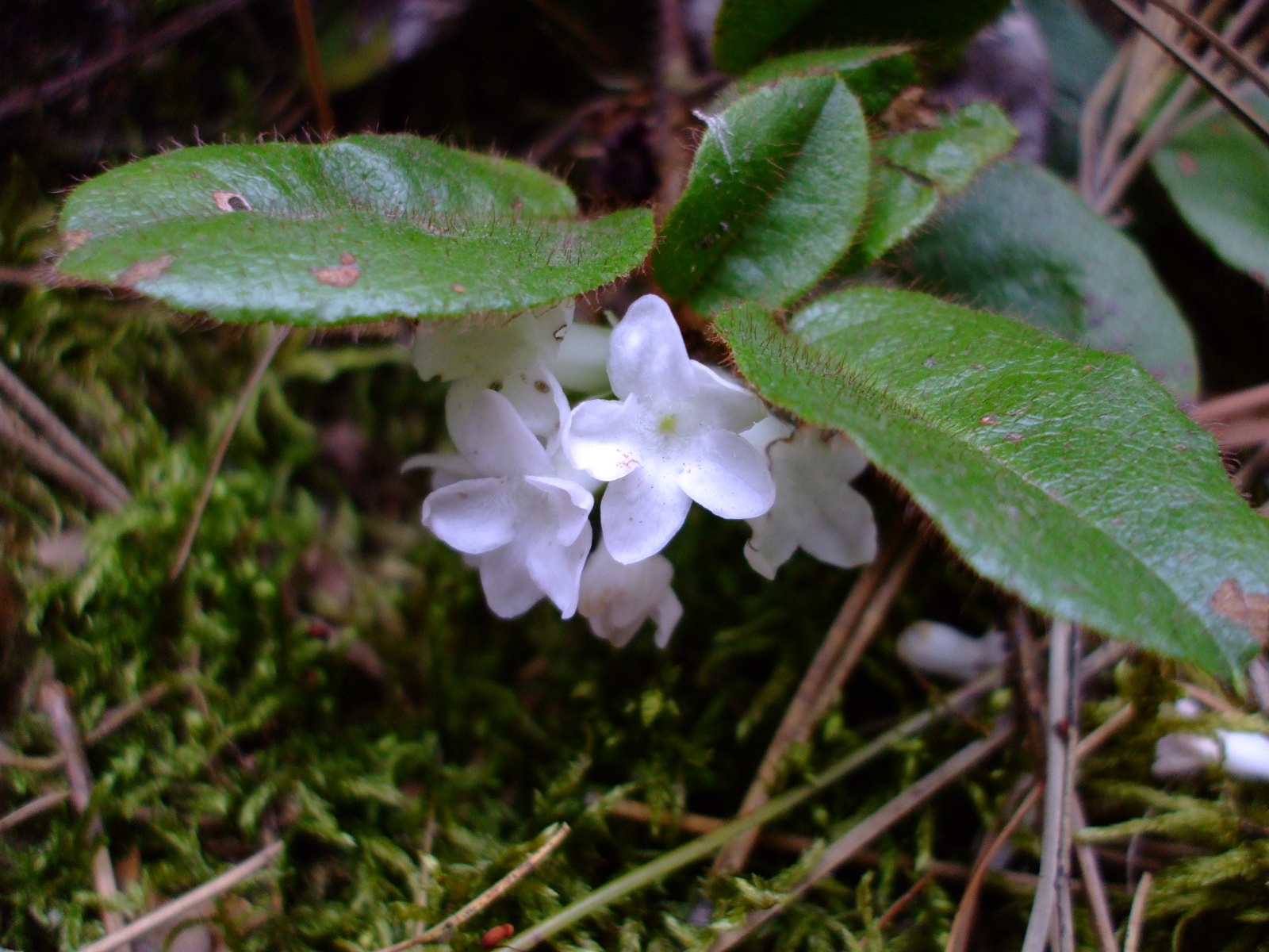 Epigaea repens